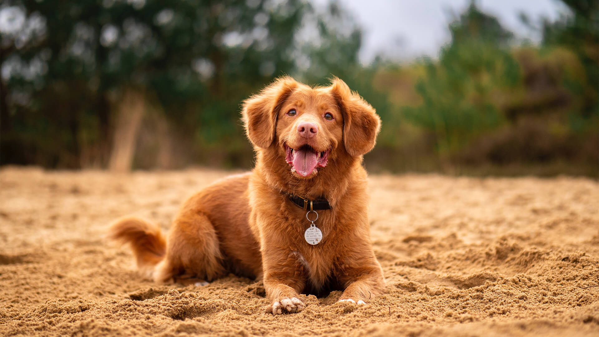 About Village Veterinary Center Vet In Youngsville, LA