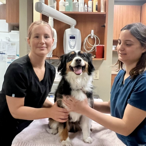 Dog check up